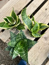 Pack sansevieria plants for sale  Monterey Park