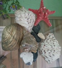 Schöne muscheln seestern gebraucht kaufen  Baltmannsweiler