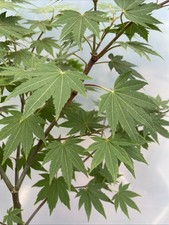 Garden glory japanese for sale  North Augusta