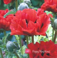 Oriental poppy king for sale  CANVEY ISLAND