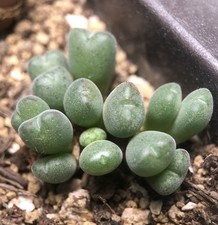 Conophytum chauviniae cluster for sale  Seattle