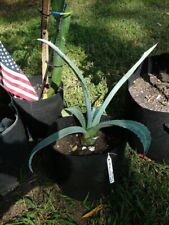 Blue tequila agave for sale  Winter Haven