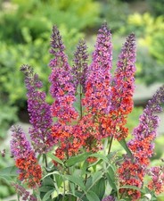 Buddleja davidii flower gebraucht kaufen  Westerstede