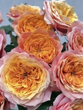 Kensington garden rose for sale  Temple City