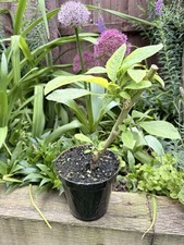 Home grown brugmansia for sale  DERBY