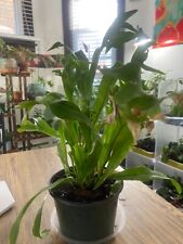 Green flame fern for sale  Evanston