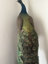 Taxidermy blue indian for sale  PUDSEY