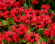 Plug plants bergamot for sale  BANBRIDGE