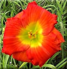 Tomatoes sanford daylilies for sale  Portland