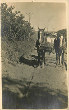 1909 women horse for sale  Lincoln