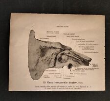 Coppia stampe anatomiche usato  San Martino Dall Argine