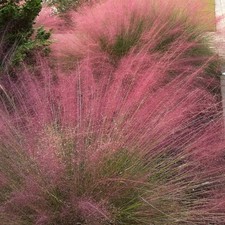 Muhlenbergia capillaris muhlen d'occasion Muhlenbergia capillaris muhlen d'occasion  Pouzauges