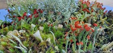 Small live lichen for sale  Mount Vernon
