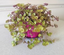 Rare callisia repens for sale  NOTTINGHAM