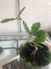 oak sapling for sale oak sapling for sale STOKE-ON-TRENT