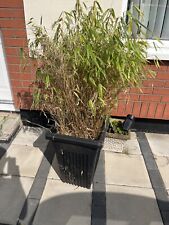 5ft high bamboo for sale  NOTTINGHAM
