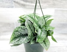 Silver satin pothos for sale  Reseda