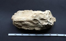 Krokodilschädel kreide marokk gebraucht kaufen  Fürth