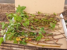 Scottish garden cuttings for sale  COCKBURNSPATH
