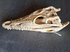 Real nile crocodile for sale  West Palm Beach