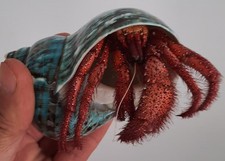 Curiosité taxidermie énorme d'occasion  Montpellier-