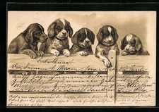 Lithographie welpen einem gebraucht kaufen  Berlin