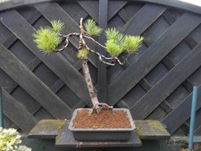 old pine for sale  CANNOCK