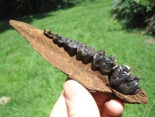 Class pig jaw for sale  Tallahassee