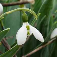 Galanthus elwesii snow for sale  LONDON