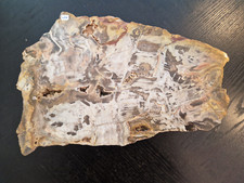 5kg versteinertes holz gebraucht kaufen  Weinböhla
