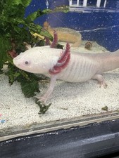 Golden albinos melanoids d'occasion  Expédié en Belgium