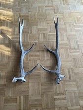 Abwurfstangen stück 3 gebraucht kaufen  Neustadt an der Weinstraße