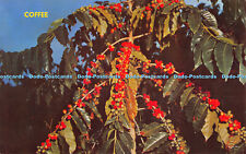 R529481 coffee berries for sale  WARLINGHAM