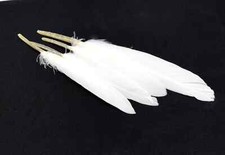 Plumes oie blanche d'occasion  Castello-di-Rostino