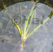 Vallisneria gigantea pianta usato  Piazza Armerina