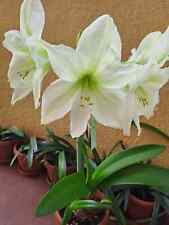 Hippeastrum lemon star usato  Bagnoregio