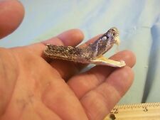 Real animal part for sale  Webster
