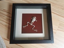 Frosch skelett taxidermy gebraucht kaufen  Braunschweig