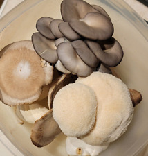 Variety mushroom liquid for sale  Saint Peters