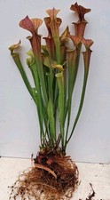 Sarracenia flava atropurpurea for sale  WARMINSTER