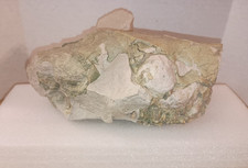Oreodont upper skull for sale  Midway City