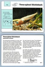 Three spined stickleback for sale  SLEAFORD