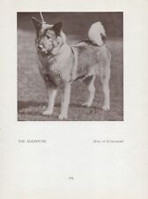 Norwegian elkhound old for sale  COLEFORD