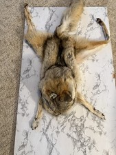 Coyote mountain man for sale  Saint Paul