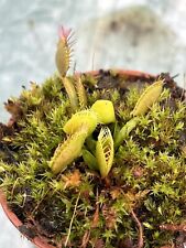 Venus flytrap orango for sale  GRIMSBY