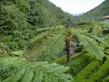Cyathea cooperi madeira for sale  Shipping to United Kingdom