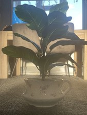Unusual jardiniere planter for sale  UK
