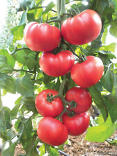 Beefsteak heirloom tomato for sale  Deltona