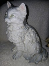 Gray white persian for sale  Boaz