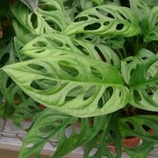 Monstera obliqua 10.5cm for sale Monstera obliqua 10.5cm for sale  GLASGOW